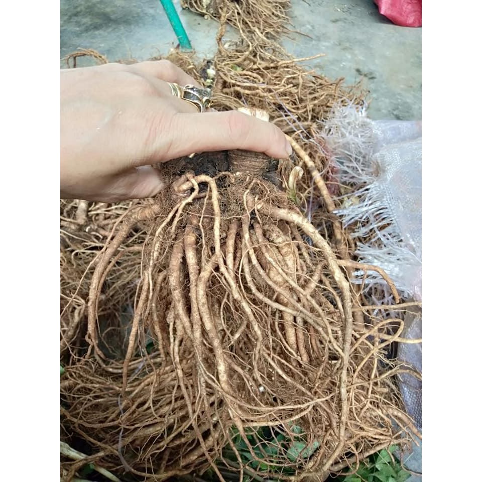 Sâm đương quy tươi nguyên củ (gói 2 củ 1kg) | BigBuy360 - bigbuy360.vn