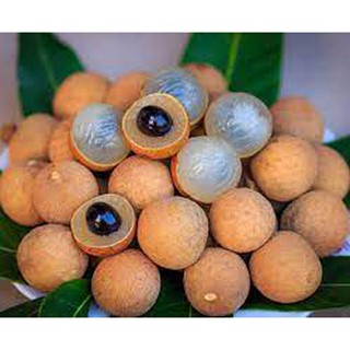 Cây giống Nhãn Lồng [ Cho trái sớm ]