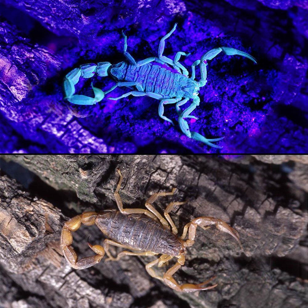 Đèn pin Alonefire SK68 Zoom 365nm pin AA tiện dụng