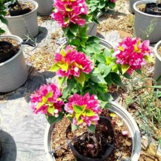 Cây giấy Mỹ (sale 40cm)