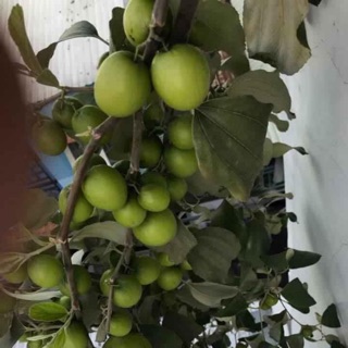 Táo thái lan cây siêu trái cây lớn