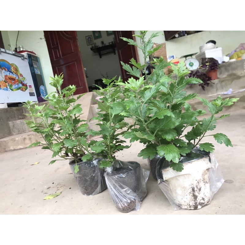 Cúc cổ sơn la, cúc chi...