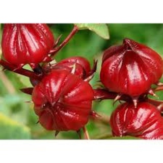 HẠT GIỐNG HOA BỤP GIẤM