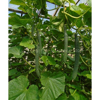 [Hạt Giống Đài Loan ] Dưa Chuột Kiếm Xanh Đài Loan (Gói lẻ 5 hạt)