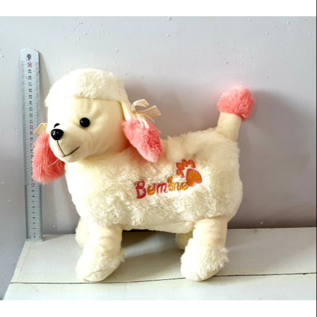 Chó bông cỡ trung