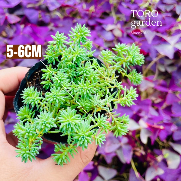 Sen đá sedum cơm Đà Lạt size bé cây cảnh trang trí nhà cửa Toro garden