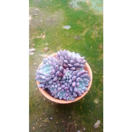 Sen đá cổ thụ kim cương tím Đà Lạt