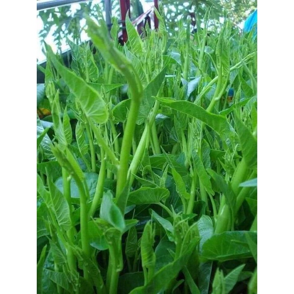 Hạt giống rau muống chùm - Rau muống siêu ngọn gói 450 hạt