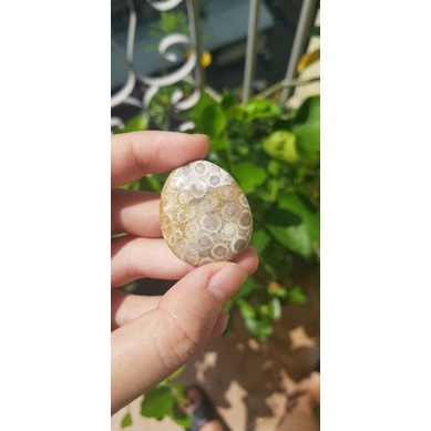 San hô hóa thạch