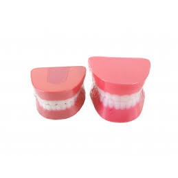 Mô hình hàm răng