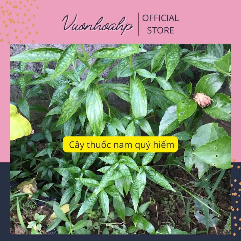 Cây xuyên tâm liên cao 20-50cm, lá đắng