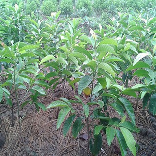 Cây hoa ngọc lan ta đang ra hoa