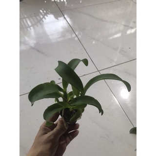hoa lan  catt lai EPI