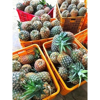 DỨA MẬT ĐAKLAK