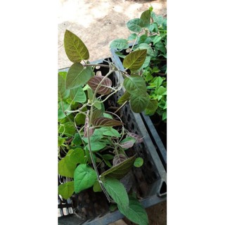 CÂY MƠ LÔNG TÍM ( CÓ BẦU ĐẤT )