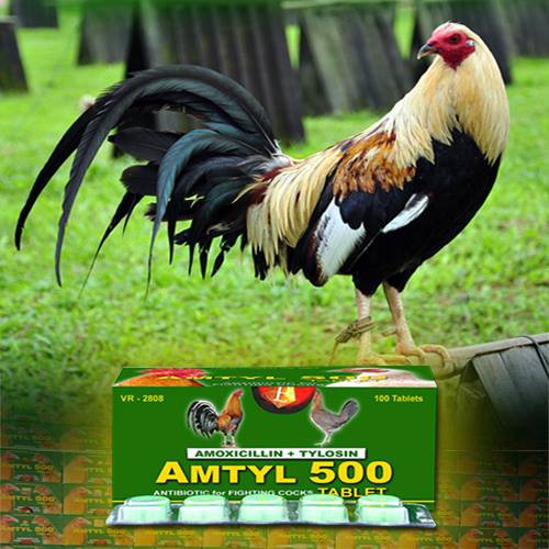 Thuốc Amtyl 500 cho gà chiến - trị khò khè, sưng mặt, phù đầu, ...trị tang sau đá.