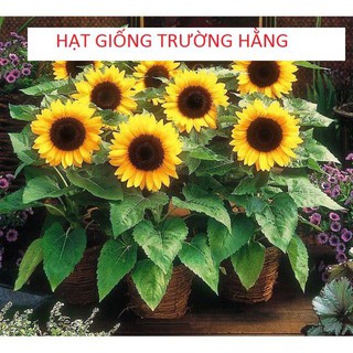 Hạt Giống Hoa Hướng Dương Lùn 30 Hạt