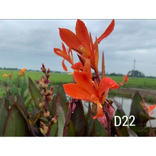 Củ chuối hoa ( dong giềng cảnh ) nhiều màu