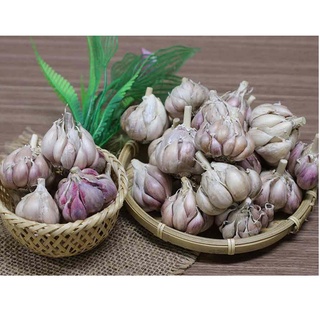 Tỏi tím ta 3kg loại 1, Kinh Môn Hải Dương, tỏi tía bắc