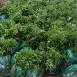 COM BO 5 CÂY ĐINH LĂNG GIỐNG TẶNG KÈM 1 CÂY VÀ PHÂN BÓN LÓT