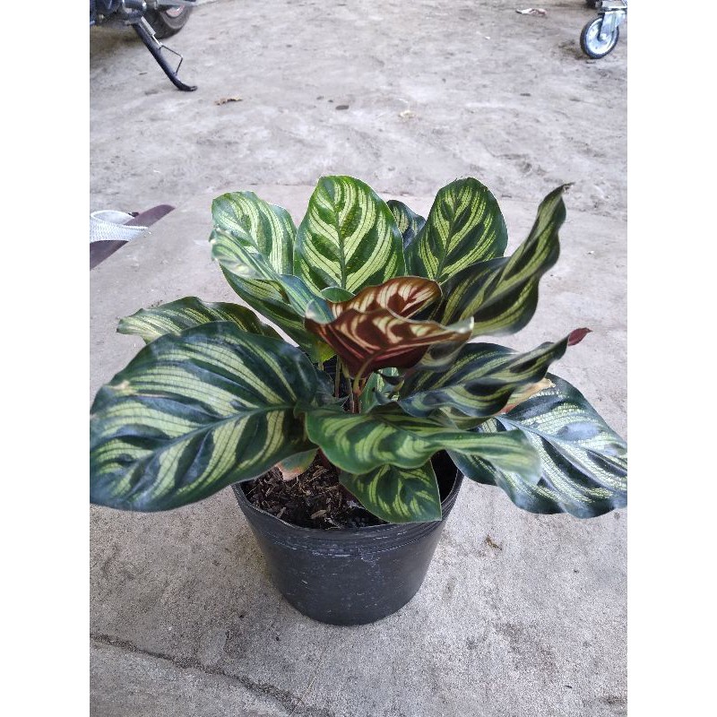 đuôi công xanh nâu Calathea makoyana