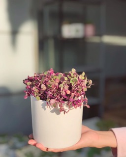Pink lady ( tóc rối)