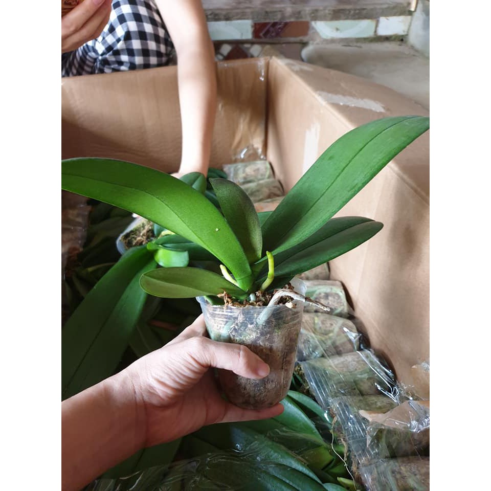 Lan hồ điệp - Hoa lan quốc dân