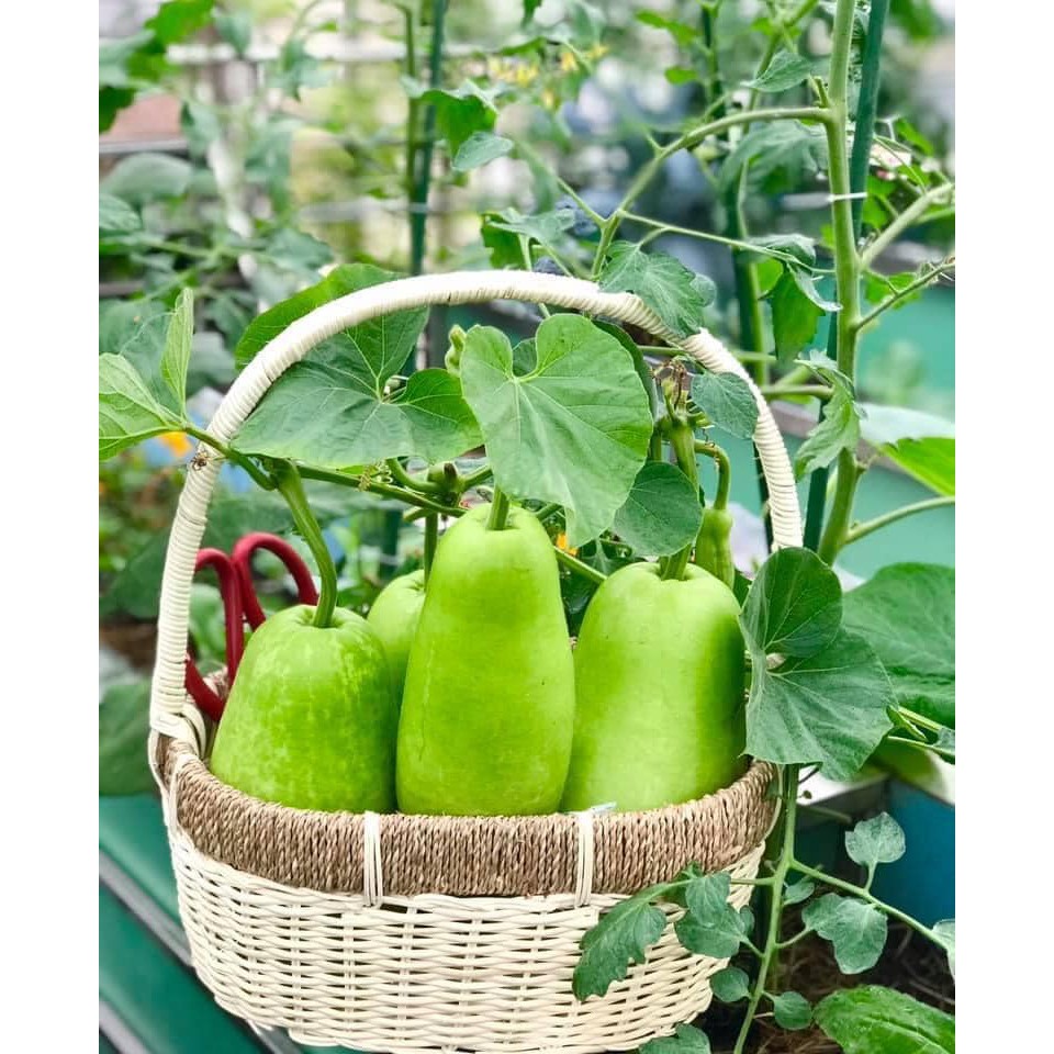 CHẾ PHẨM SINH  HỌC 💞𝐑𝐄𝐁𝐈𝐎 𝐓 𝟏𝟎𝟎𝐦𝐥💞 Đ-ặ-c t-r-ị nhện, bọ trĩ, sâu ăn lá, sâu cuốn lá, sâu vẽ bùa trên rau màu, cây ăn quả