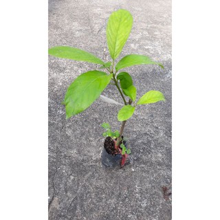 Cây dâu xanh gia bảo