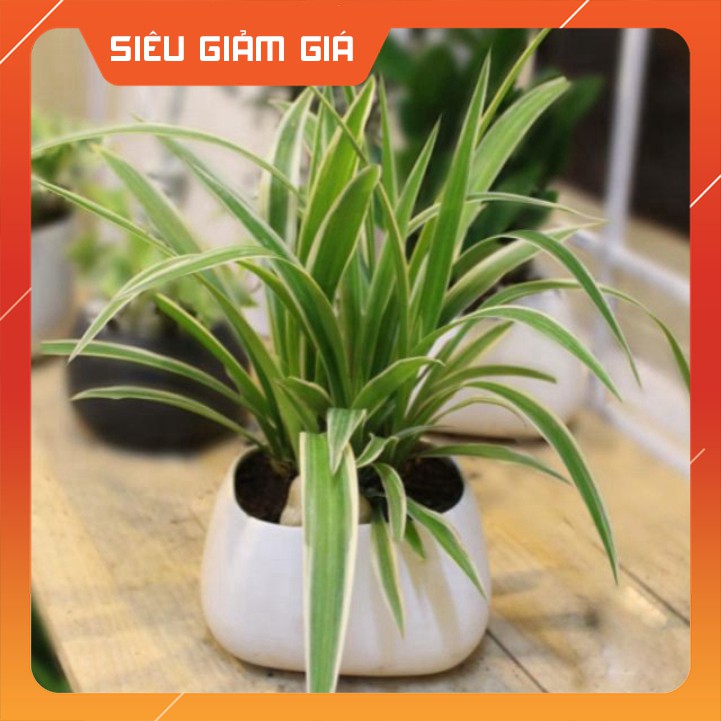 Cây lan chi-cỏ mẫu tử