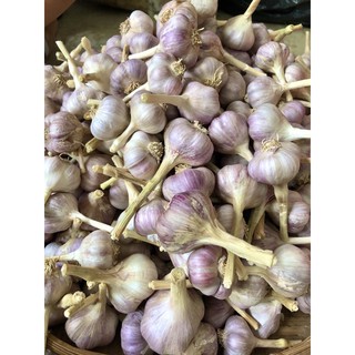 TỎI TÍM ĐÀ LẠT HỮU CƠ 0,5kg