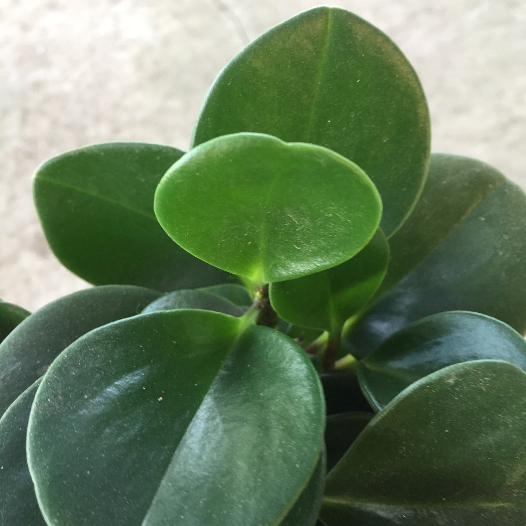 Cây trường sinh trồng chậu đỏ đường kính 20cm nhiều nhánh lá xanh đẹp thích hợp trang trí nội thất