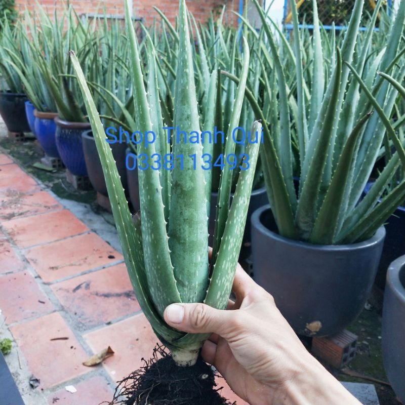 Cây Nha Đam Mỹ