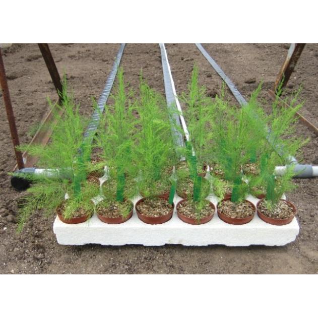 Hạt Giống Măng Tây Xanh  - Dinh Dưỡng, Năng Suất Cao - MUA 3 TẶNG 1 CÙNG LOẠI