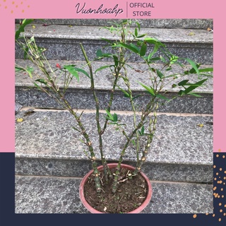 Cây trúc đùi gà, trúc quan âm cao 60cm