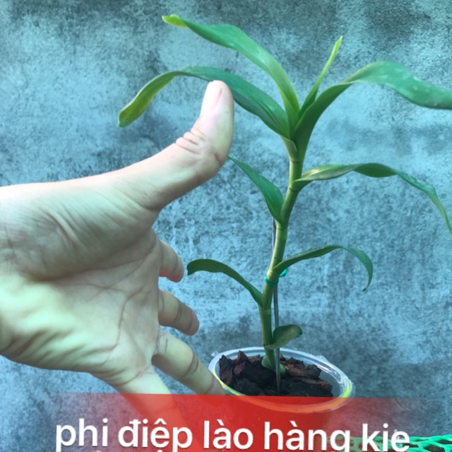 hoa lan phi điệp nào