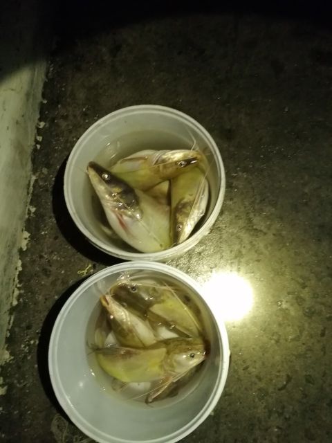 MỒI  CÁ LĂNG CÁ DA TRƠN SIÊU NHẠI 2 HỦ LOẠI 1