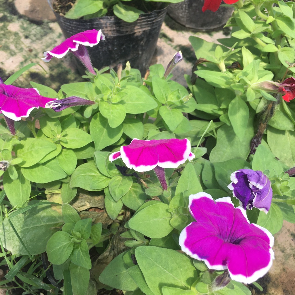 Cây Hoa Dạ Yên Thảo Nhiều Màu,Sẵn Nụ Và Hoa