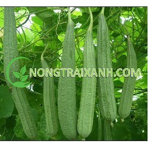 20H - HẠT GIỐNG MƯỚP KHÍA