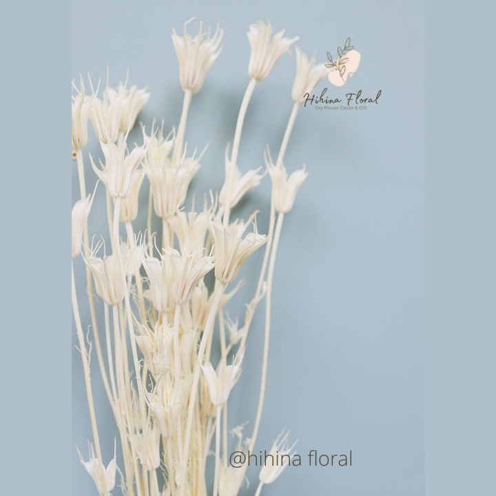 Hoa Khô Nigella Hoa Bát Giác Dùng Decor Trang Trí