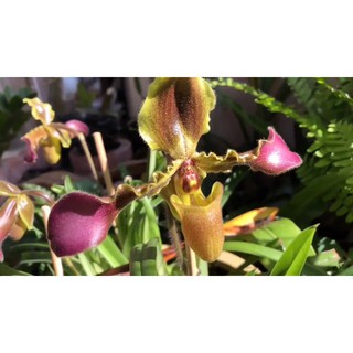 Lan HÀI VỆ NỮ HOA TÍM PHÂN NHÁNH RỪNG TÂY BẮC