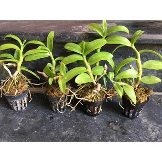 Lan trầm rồng đỏ giống ( Den Nestor)