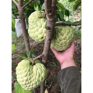 Cây giống na thái hàng đẹp