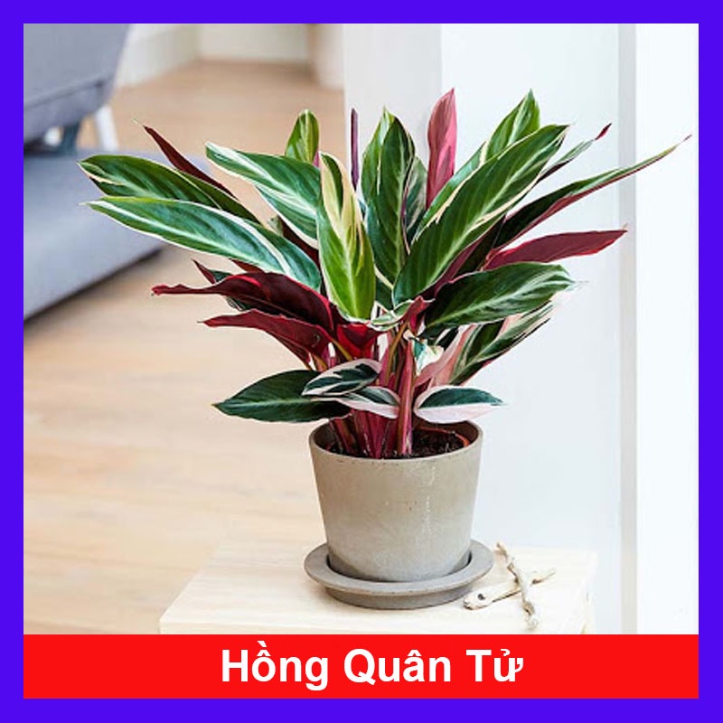 Cây hồng quân tử - cây cảnh để bàn + tặng phân bón cho cây