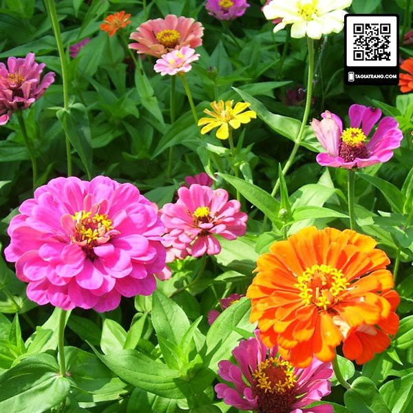 Hạt giống hoa cúc lá nhám (cúc nhi nhám)