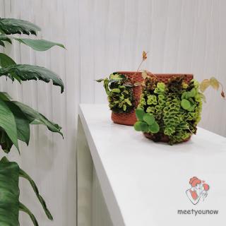 Chậu Gốm Trồng Cây Trong Nhà