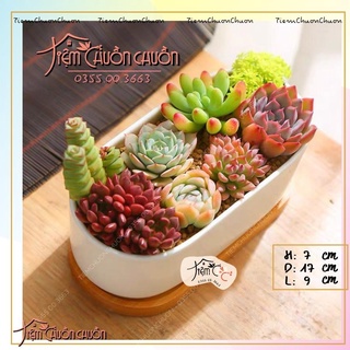 Chậu Cây Sứ Dáng THUYỀN Nhiều Màu - Trồng Cây Bonsai, sen đá, xương rông - Decor Bàn Làm Việc - tiemchuonchuon