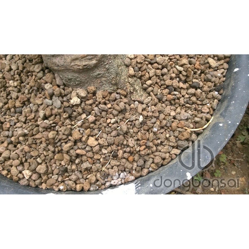 Đá Pumice  Indonesia đóng gói 1 lit