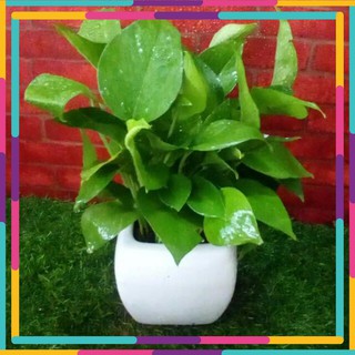Cây Trầu bà để bàn Cây phong thủy