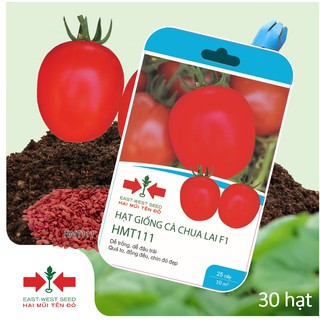30 HẠT GIỐNG CÀ CHUA LAI F1 HMT111 CỦA EAST-WEST SEED (HAI MŨI TÊN ĐỎ)